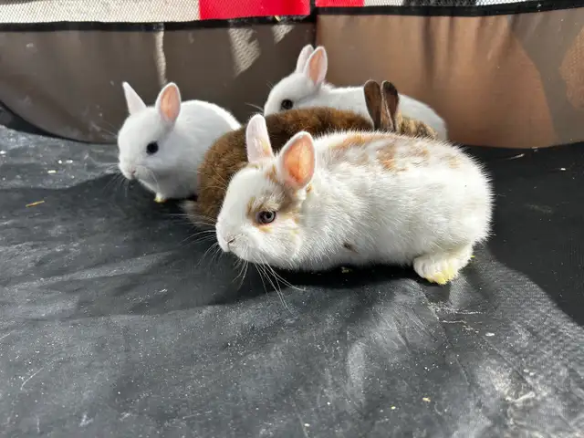 NETHERLAND DWARF RABBITS