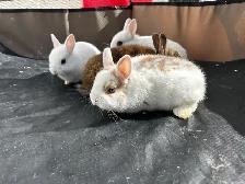 NETHERLAND DWARF RABBITS