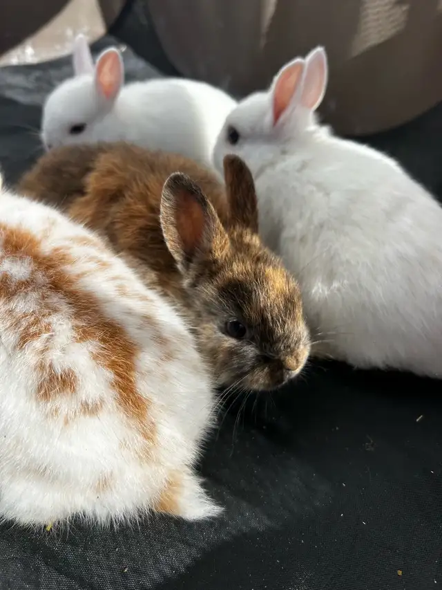 NETHERLAND DWARF RABBITS - Photo 2