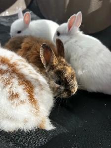 NETHERLAND DWARF RABBITS - Photo 2