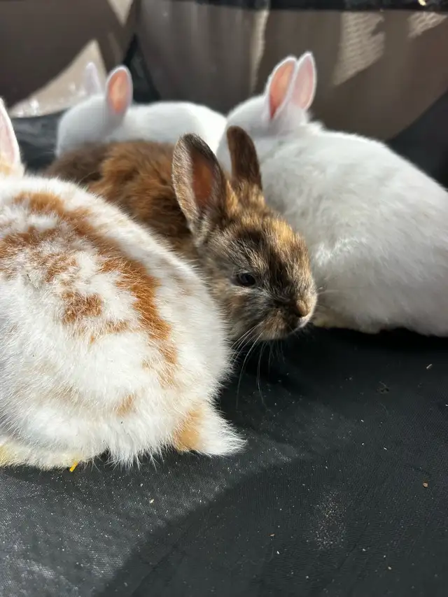 NETHERLAND DWARF RABBITS - Photo 3