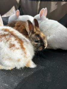 NETHERLAND DWARF RABBITS - Photo 3