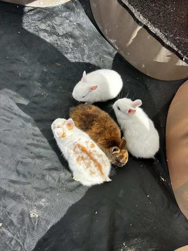 NETHERLAND DWARF RABBITS - Photo 4