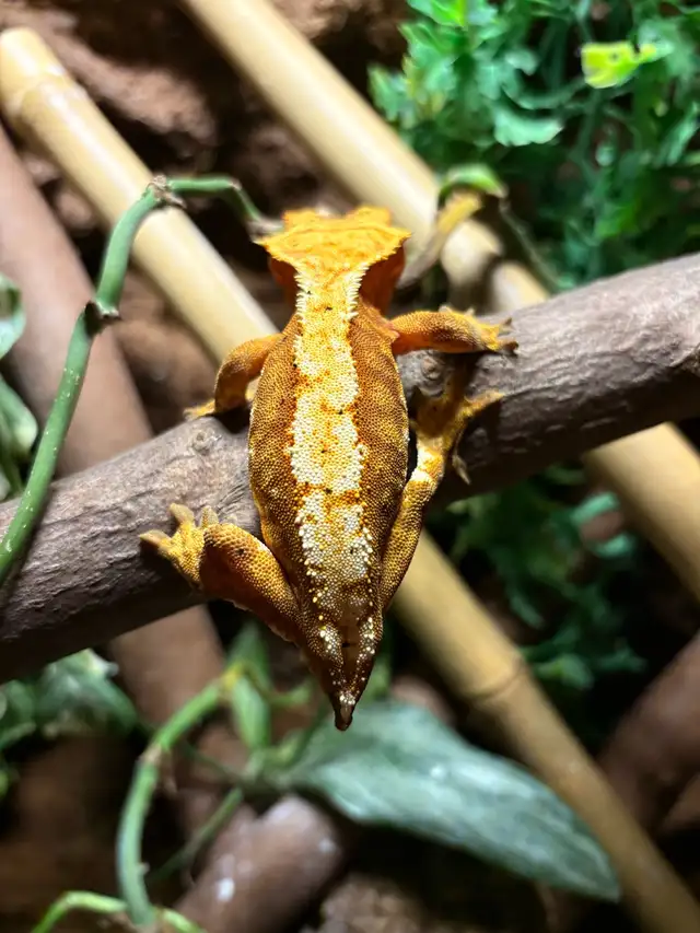 gecko à crête femelle