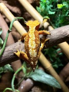 gecko à crête femelle