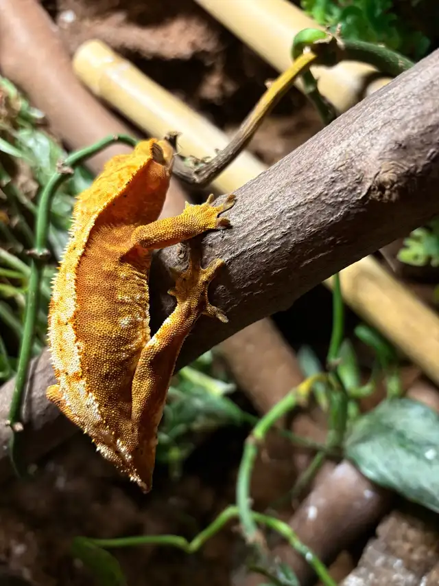 gecko à crête femelle - Photo 2