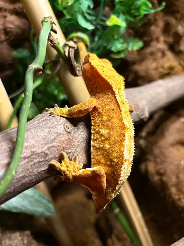 gecko à crête femelle - Photo 3