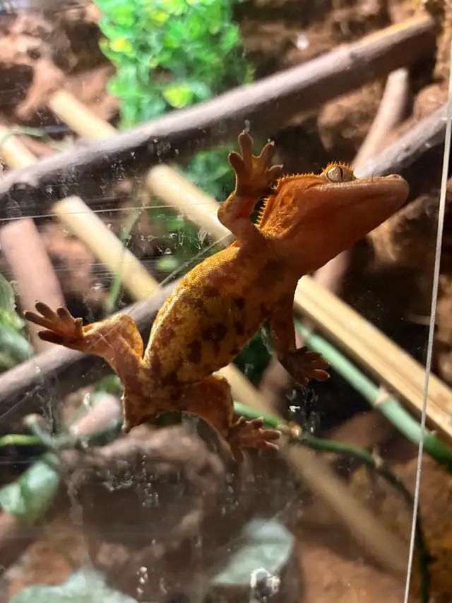 gecko à crête femelle - Photo 4