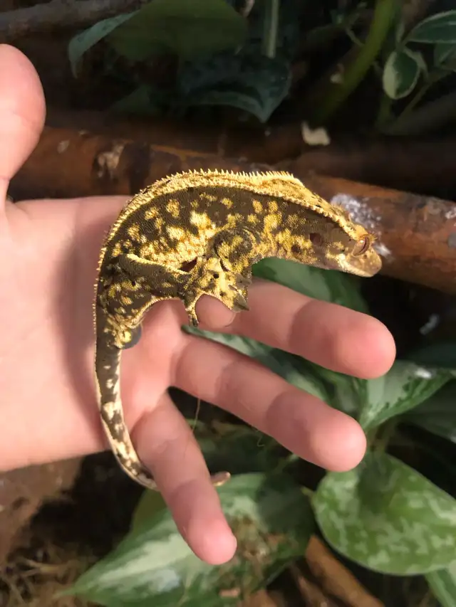 gecko à crête mâle