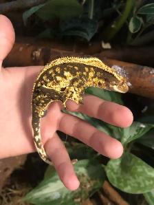 gecko à crête mâle