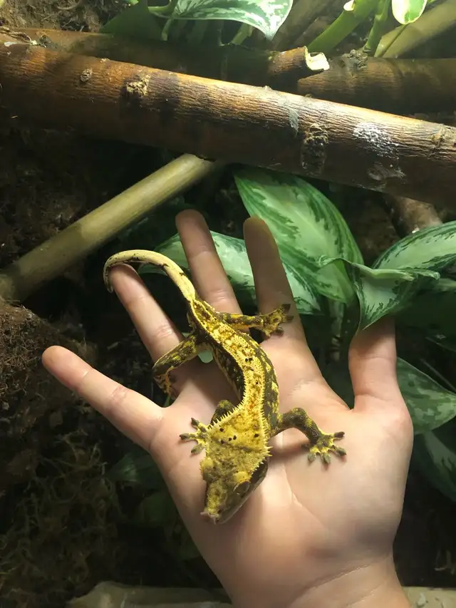 gecko à crête mâle - Photo 2