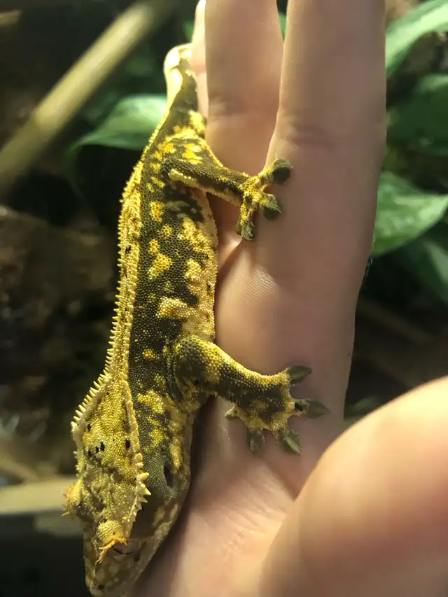 gecko à crête mâle - Photo 3