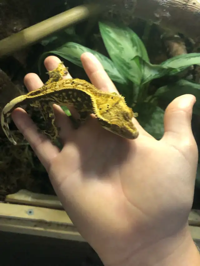 gecko à crête mâle - Photo 4