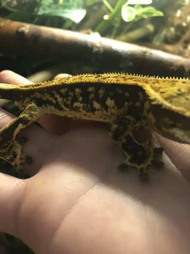 gecko à crête mâle - Photo 5