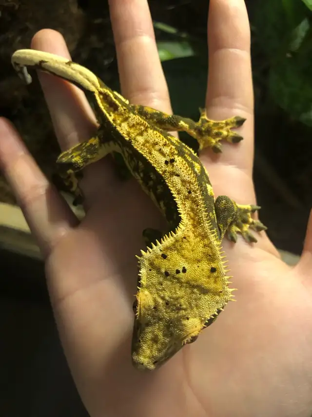 gecko à crête mâle - Photo 6