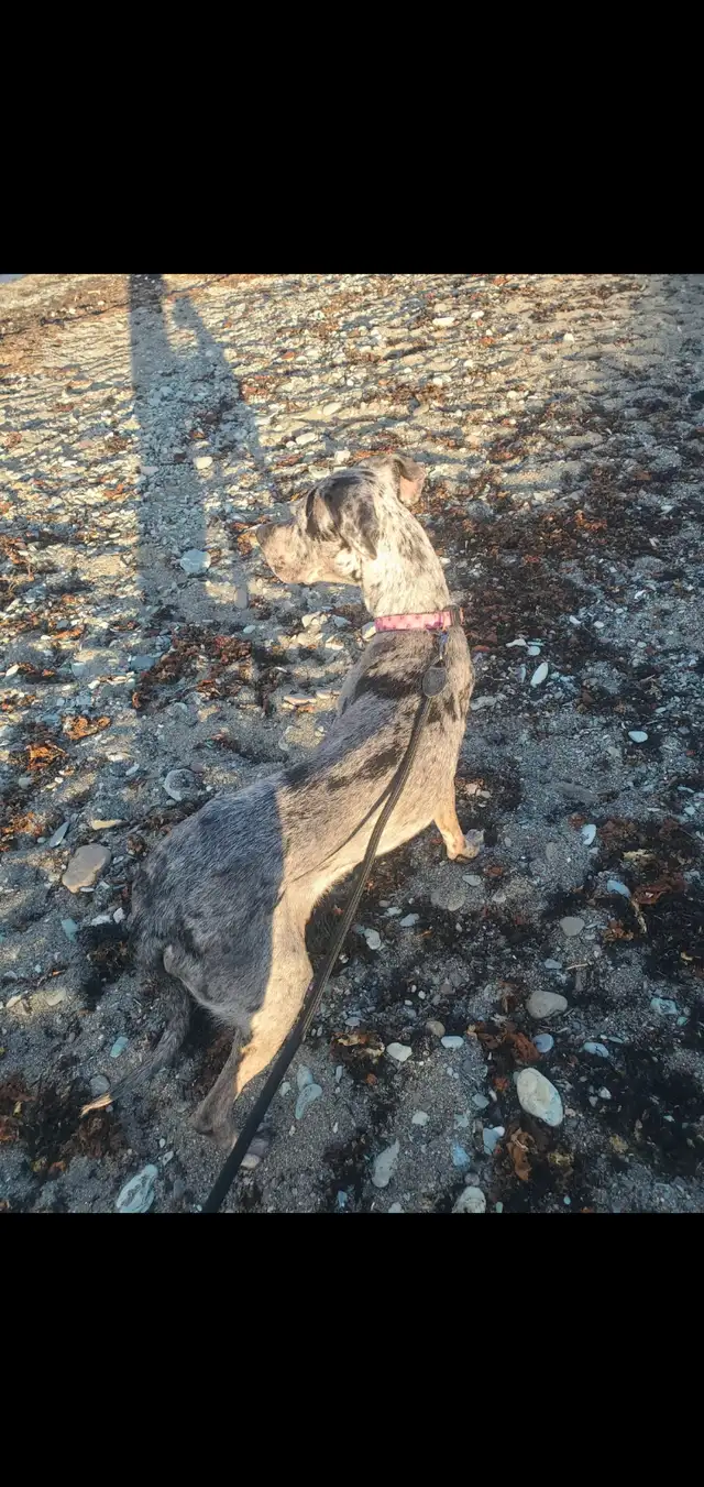 Dogs to rehome - Photo 2