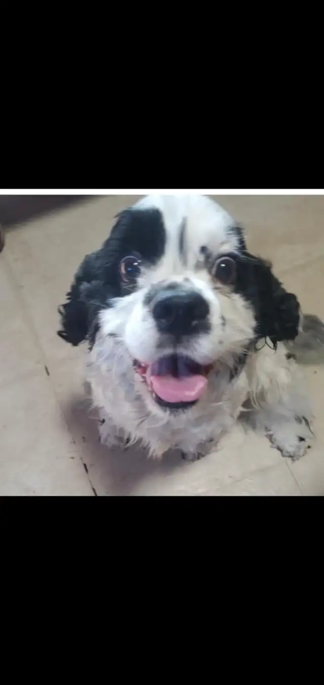 Dogs to rehome - Photo 3