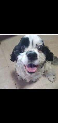 Dogs to rehome - Photo 3