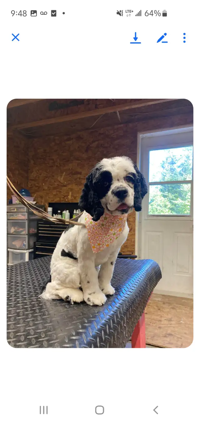 Dogs to rehome - Photo 4