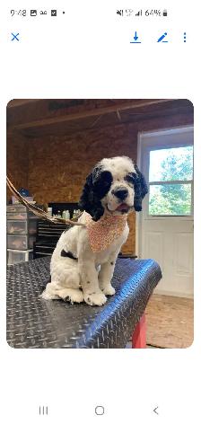 Dogs to rehome - Photo 4