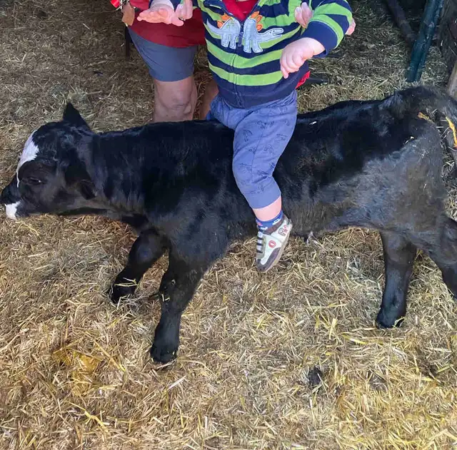 Baby calves for sale