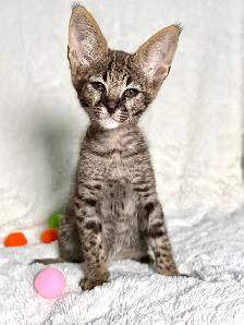 chaton Savannah F1/F2
