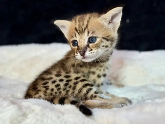 chaton Savannah F1/F2 - Photo 2