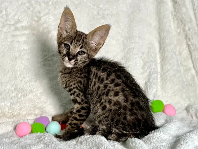 chaton Savannah F1/F2 - Photo 3