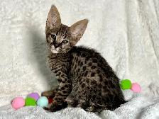 chaton Savannah F1/F2 - Photo 3