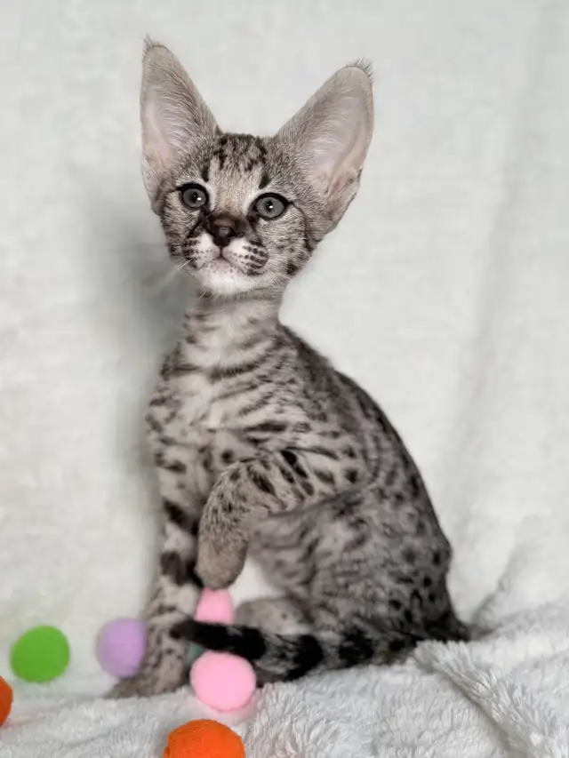 chaton Savannah F1/F2 - Photo 5