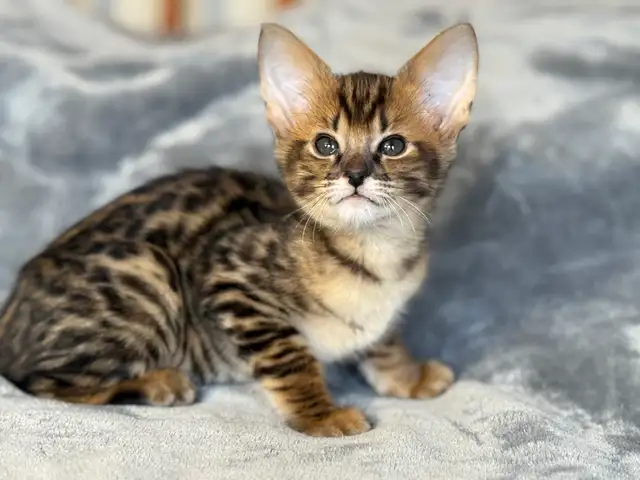 chaton Savannah F1/F2 - Photo 6