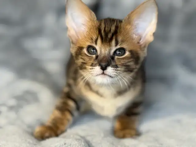 chaton Savannah F1/F2 - Photo 7