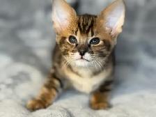 chaton Savannah F1/F2 - Photo 7