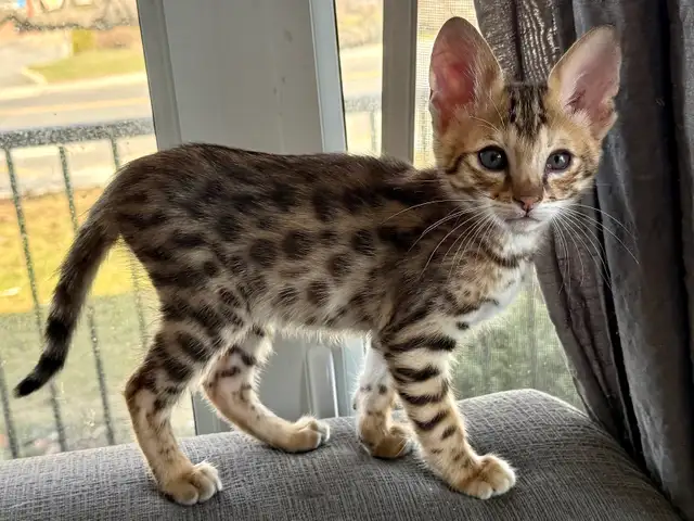 chaton Savannah F1/F2 - Photo 8