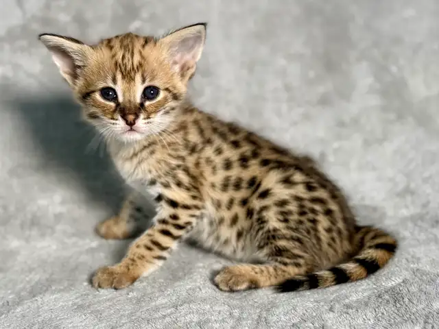 chaton Savannah F1/F2 - Photo 9