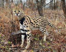 chaton Savannah F1/F2 - Photo 10