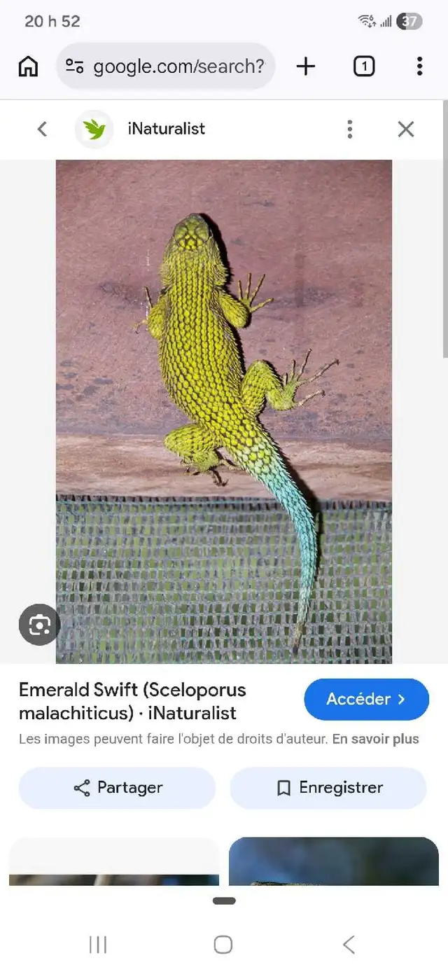 Lézard Émeraude Épineux, Lizard Emerald Swift