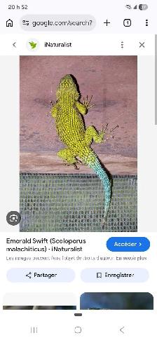 Lézard Émeraude Épineux, Lizard Emerald Swift