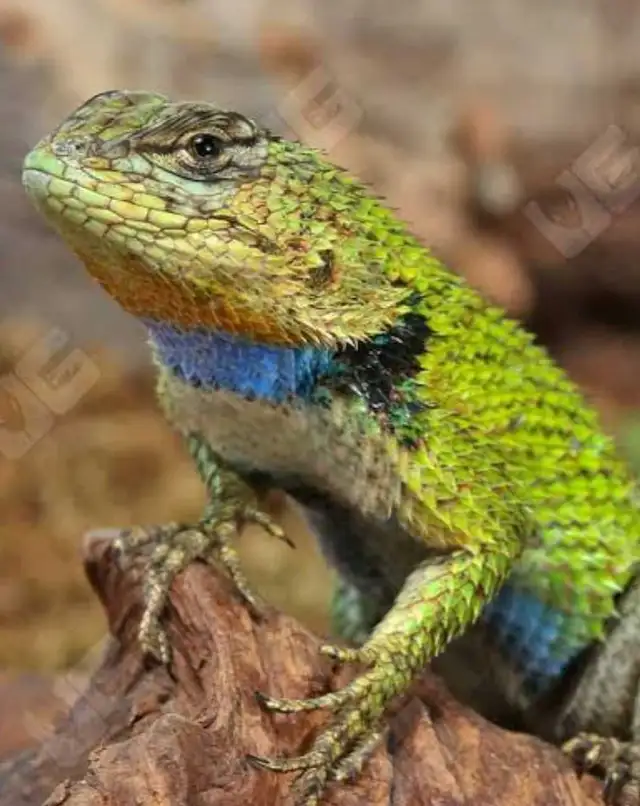Lézard Émeraude Épineux, Lizard Emerald Swift - Photo 2