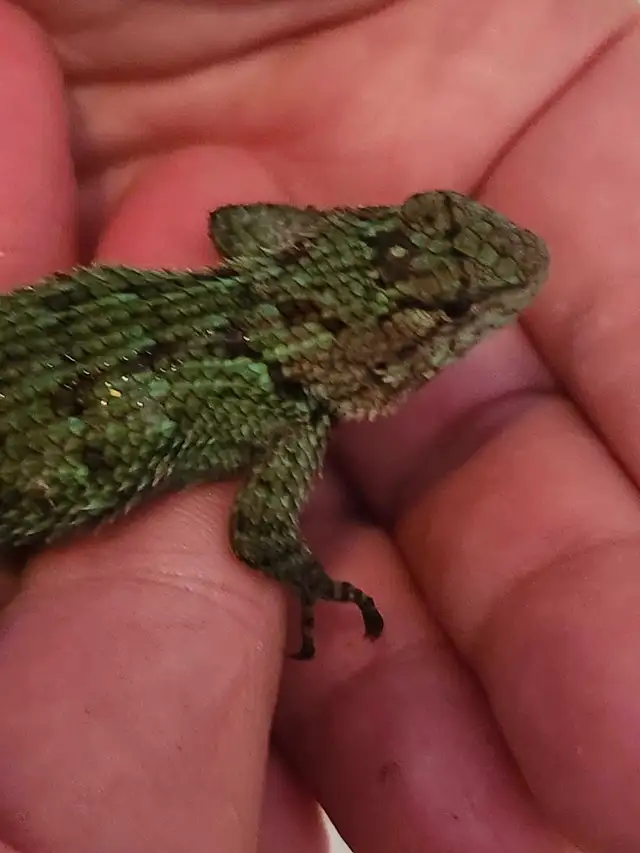Lézard Émeraude Épineux, Lizard Emerald Swift - Photo 3