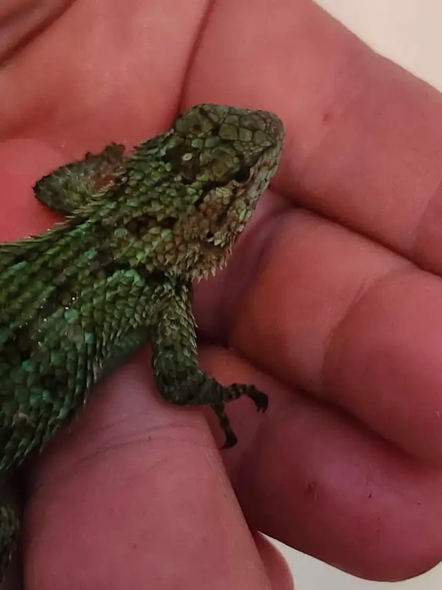 Lézard Émeraude Épineux, Lizard Emerald Swift - Photo 4