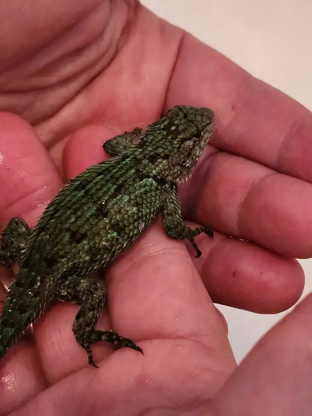 Lézard Émeraude Épineux, Lizard Emerald Swift - Photo 5