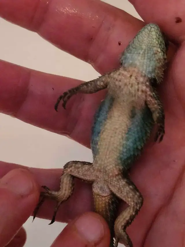 Lézard Émeraude Épineux, Lizard Emerald Swift - Photo 6