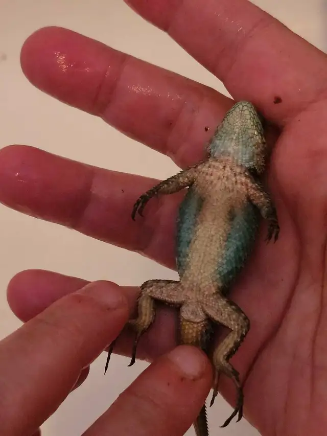 Lézard Émeraude Épineux, Lizard Emerald Swift - Photo 7