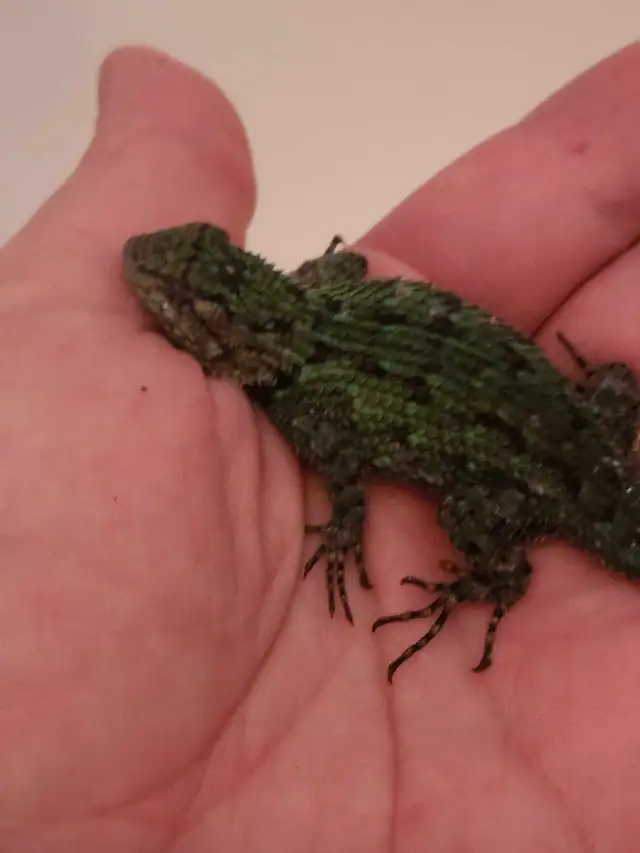 Lézard Émeraude Épineux, Lizard Emerald Swift - Photo 8