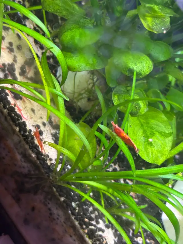 Fire red Cherry shrimp (Ajax)