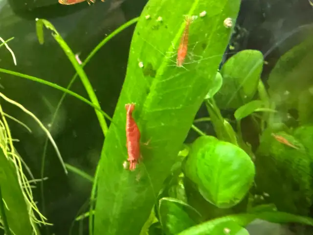 Fire red Cherry shrimp (Ajax) - Photo 2