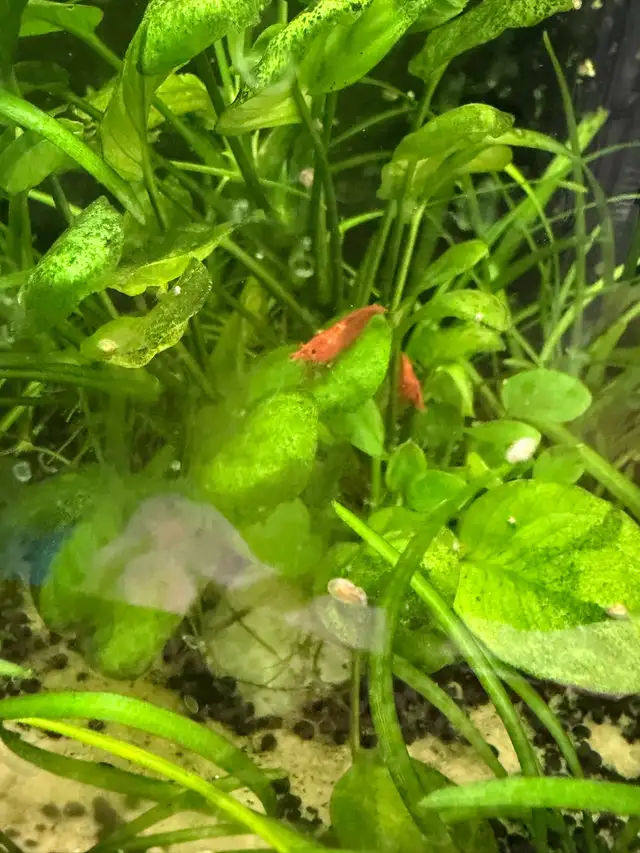 Fire red Cherry shrimp (Ajax) - Photo 3