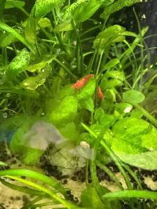 Fire red Cherry shrimp (Ajax) - Photo 3