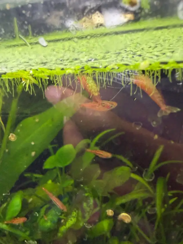 Fire red Cherry shrimp (Ajax) - Photo 4